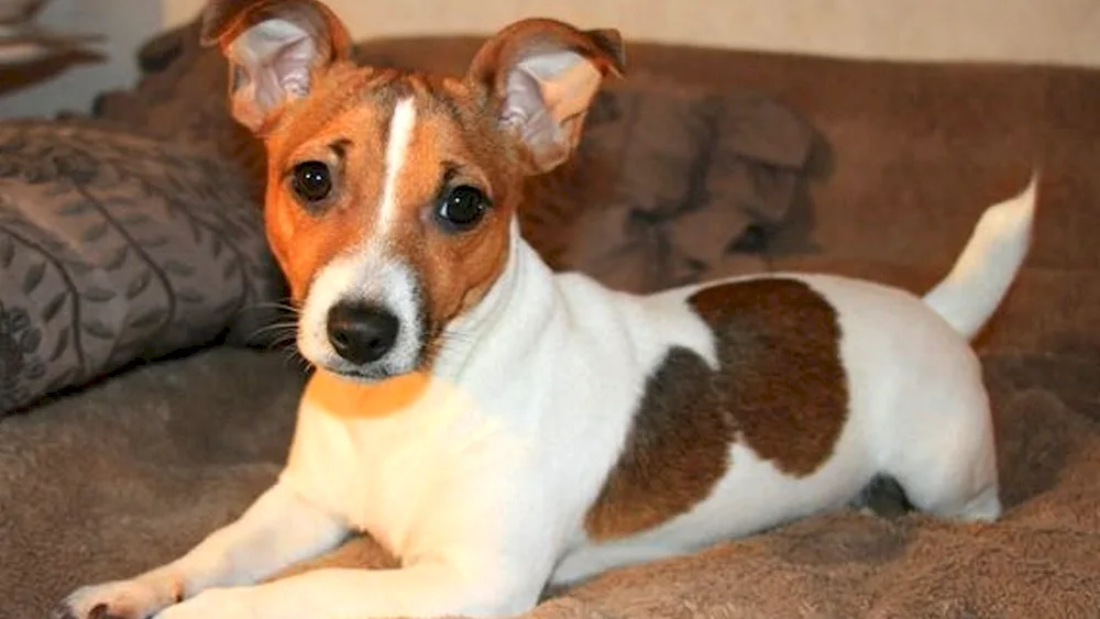 Jack Russell