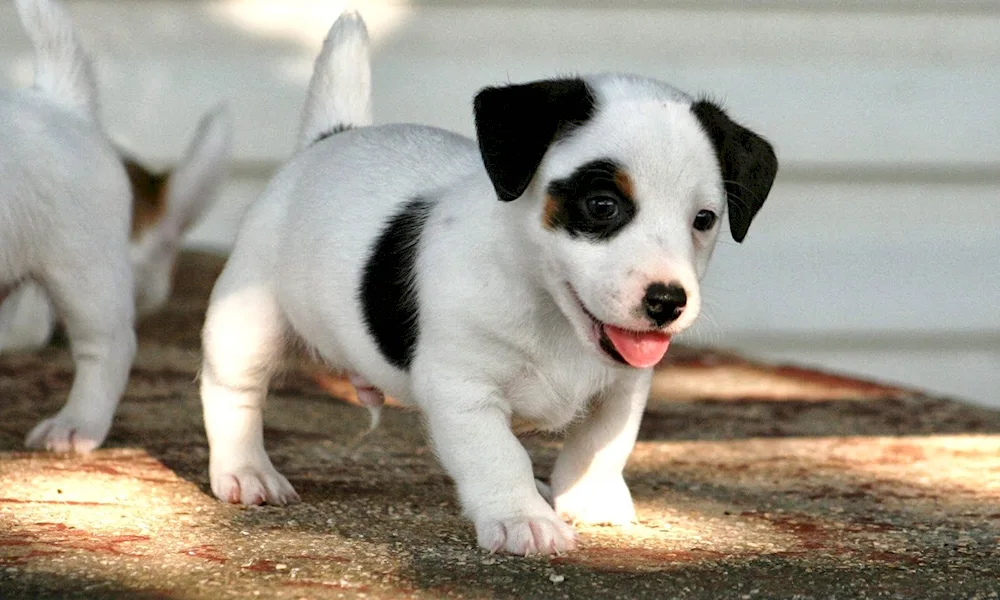 Jack Russell