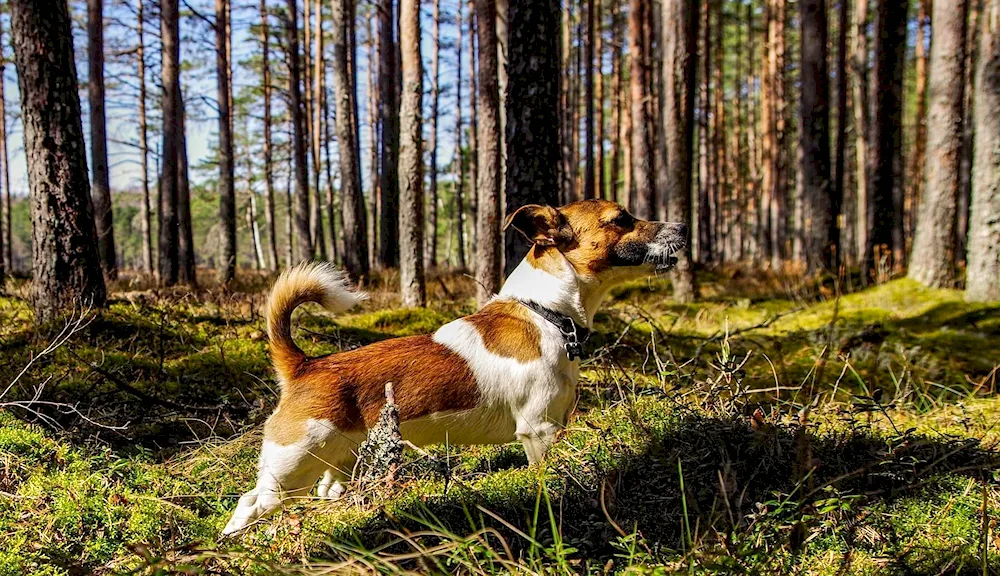 Irish setter with a Border Collie. Collie in painting