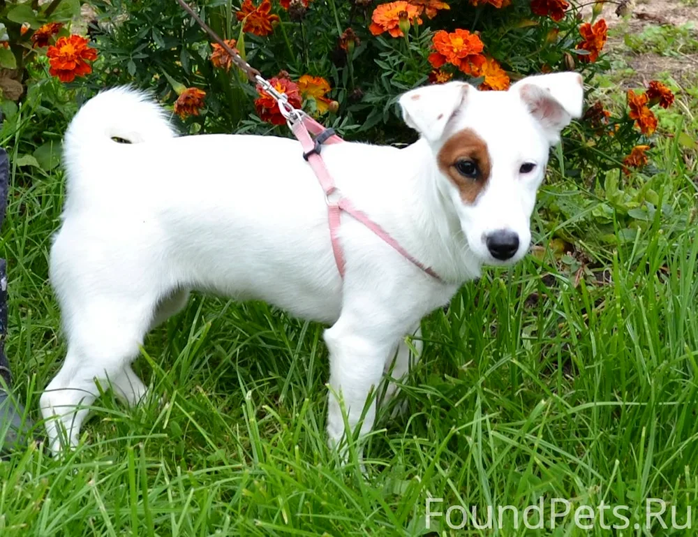 Jack Russell albino