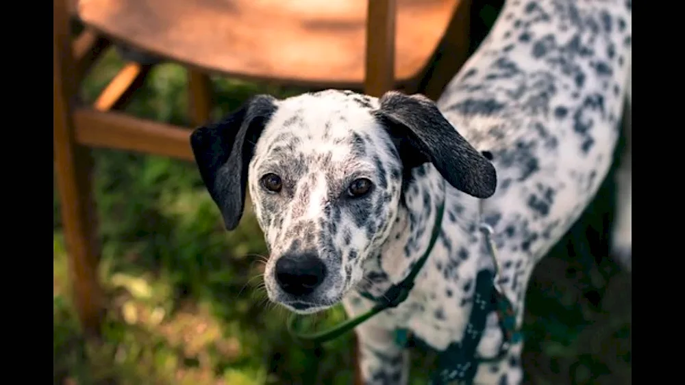 Jack Russell Dalmatian