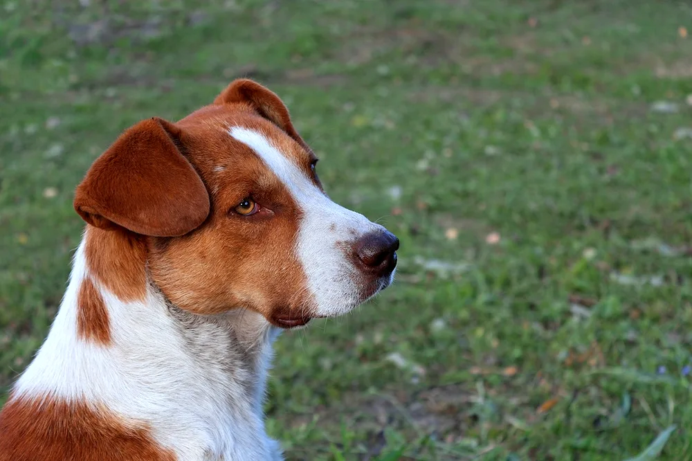 Jack Russell Hound