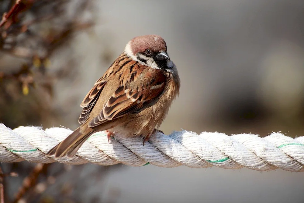 Jack Sparrow Sparrow bird