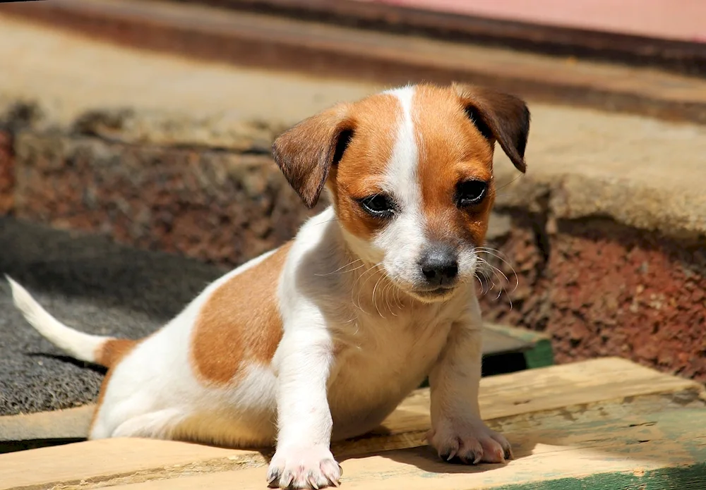 Jack Russell- Terrier