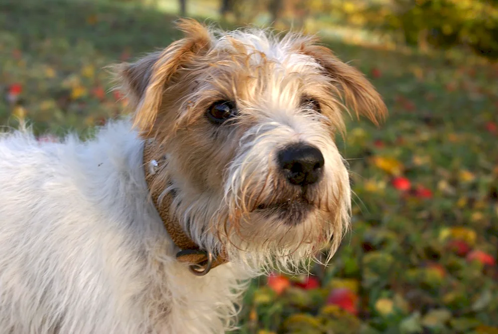 Yorkshire Terrier smooth-haired.