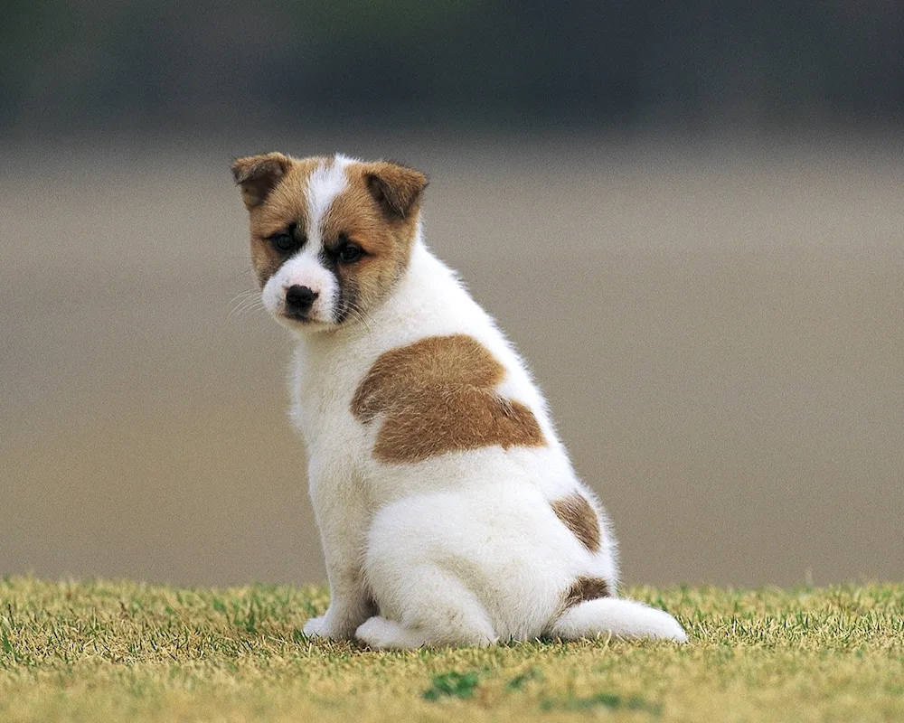 Jack Russell terrier