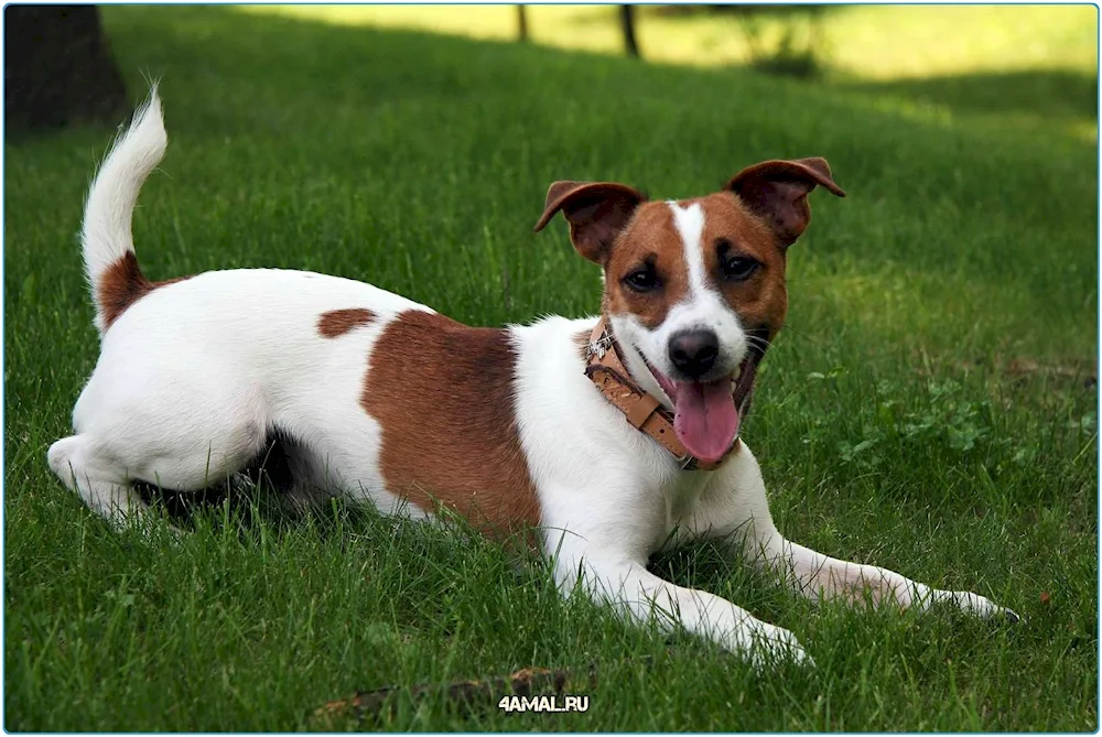 Dwarf pinscher terrier