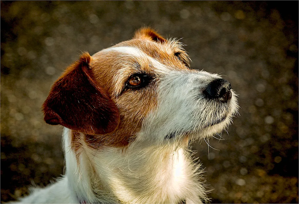 Jack- Russell Bearded Terrier