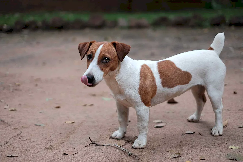 Jack Russell Terrier