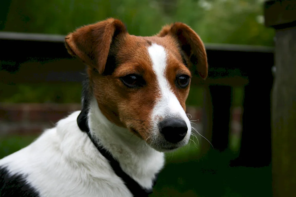 Jack Russell Terrier