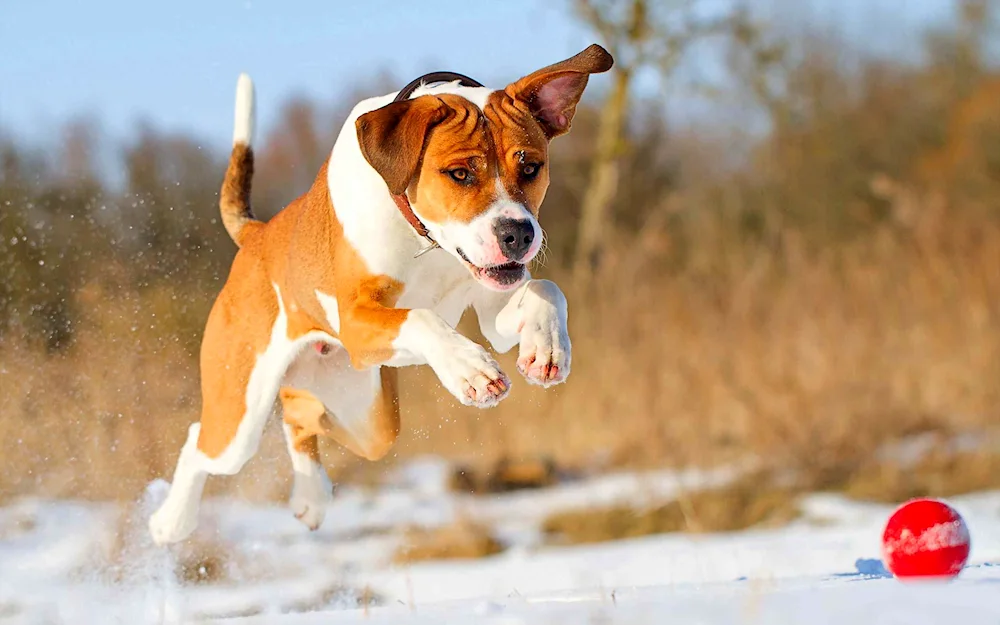 Jack Russell- terrier