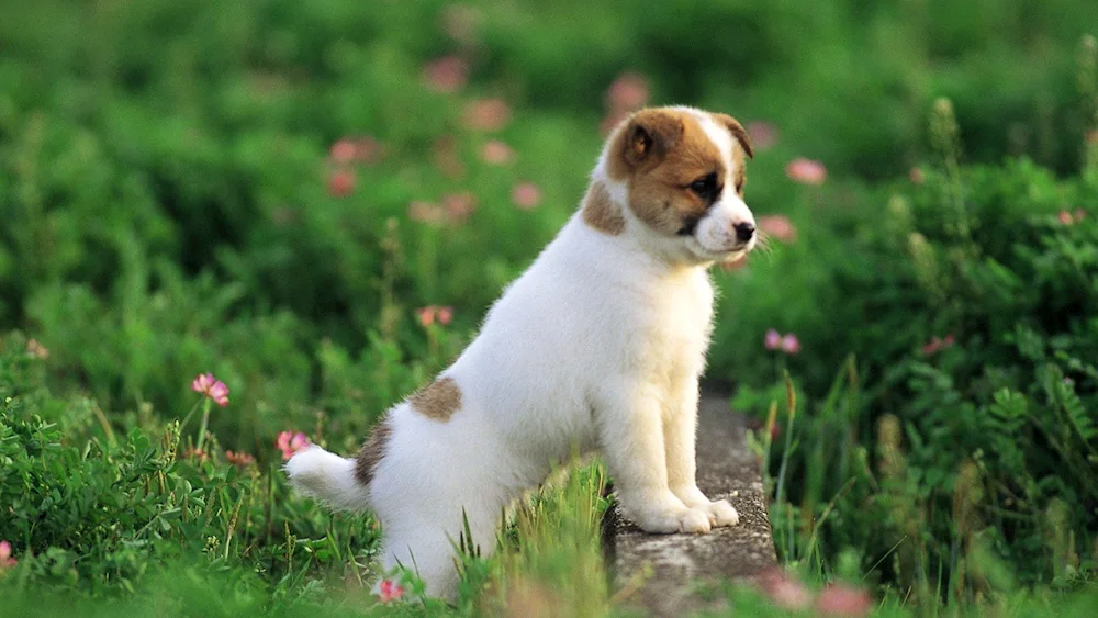 Jack Russell terrier