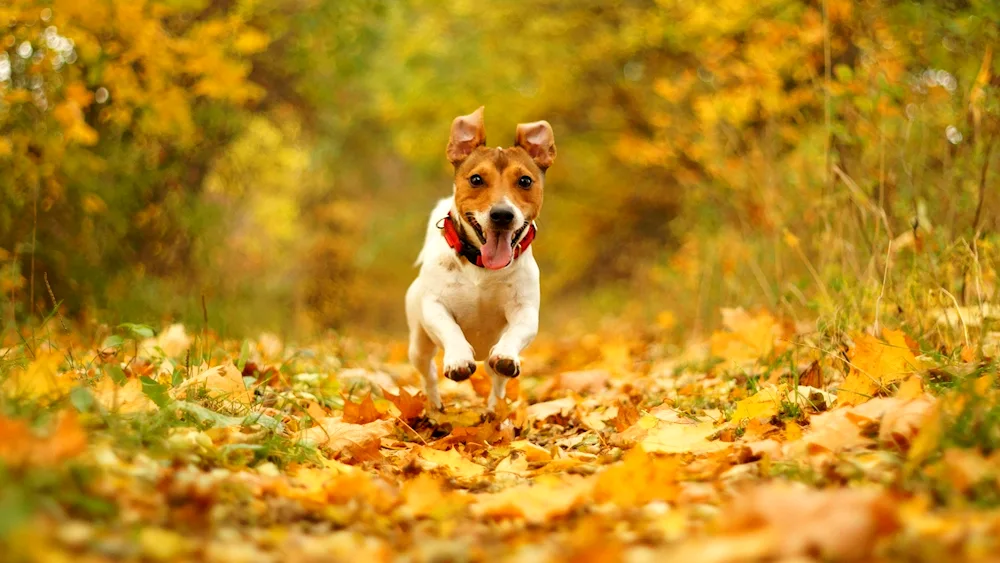 Jack Russell Terrier