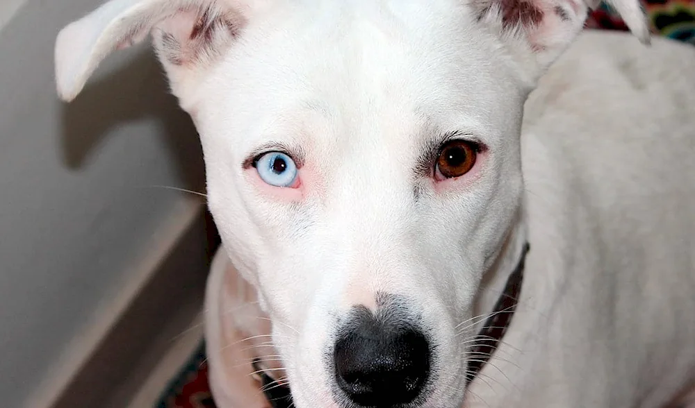 Jack- Russell Terrier albino