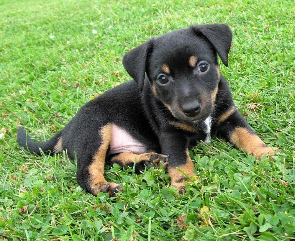 Labrador retriever chocolate