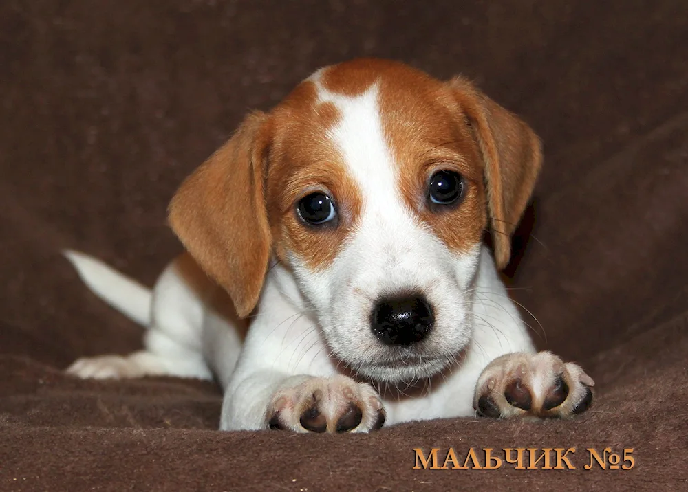 Jack Russell Terrier smooth-coated