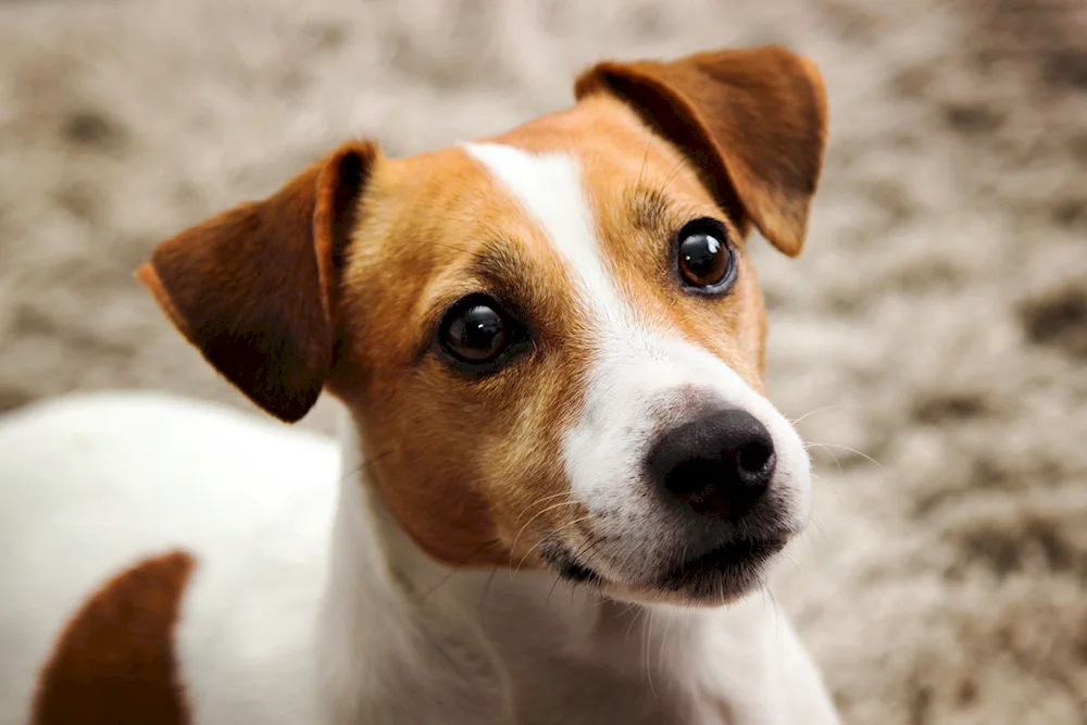 Jack- Russell Terrier dog breeds