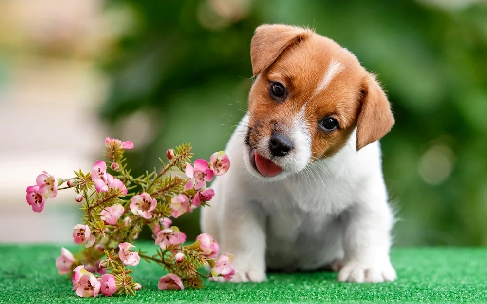Jack Russell Terrier puppy