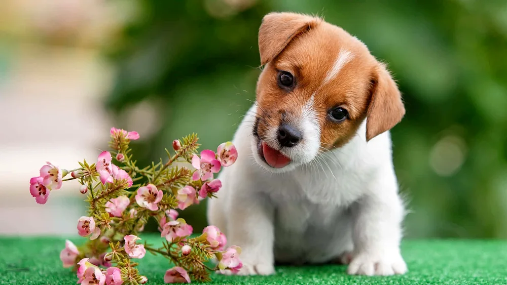 Jack Russell- terrier puppy