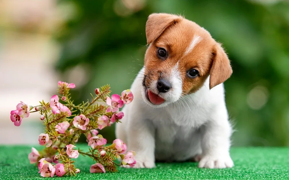 Jack Russell Terrier puppy