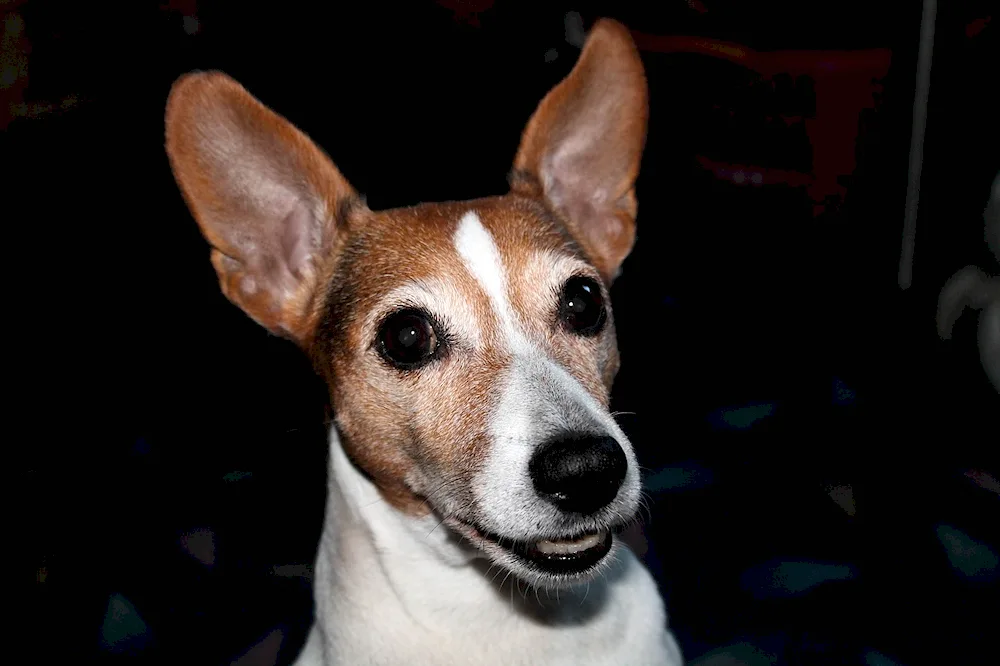 Jack Russell Terrier with standing ears