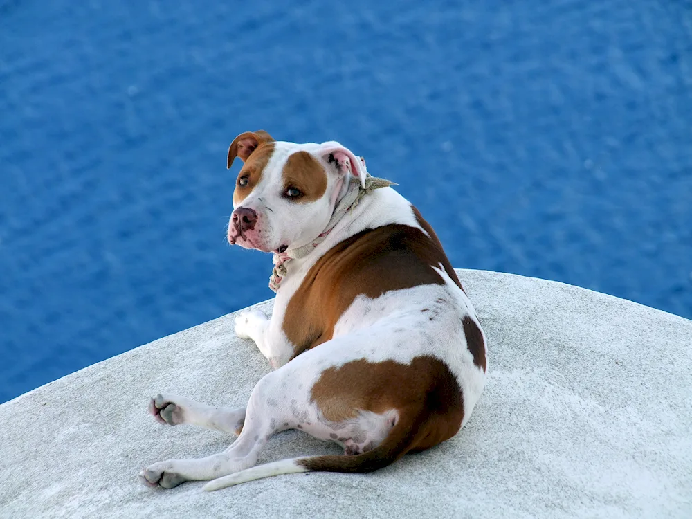 Jack Russell Terrier hard-coated