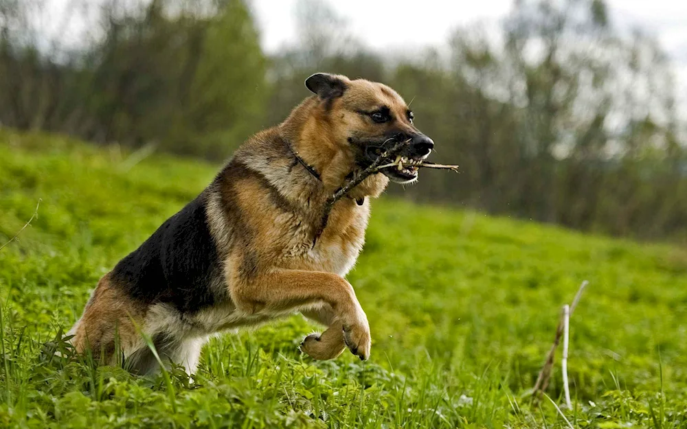 Dog waiting