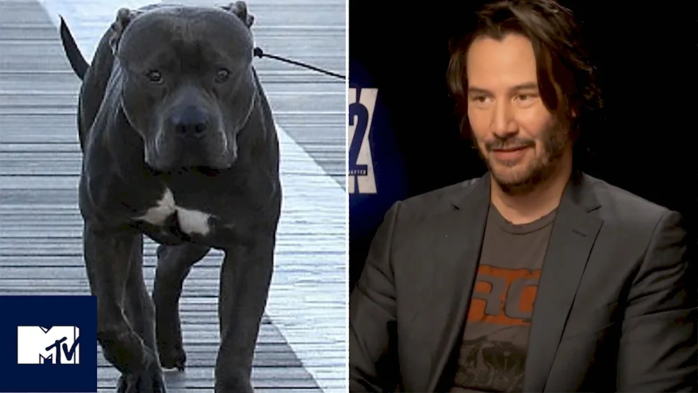 John Wick 2 dogs