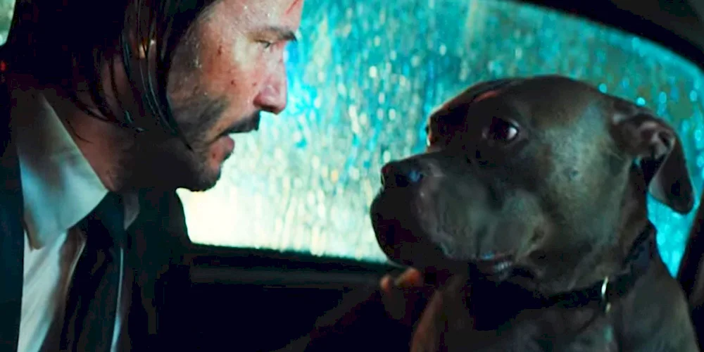 John Wick 3 dogs