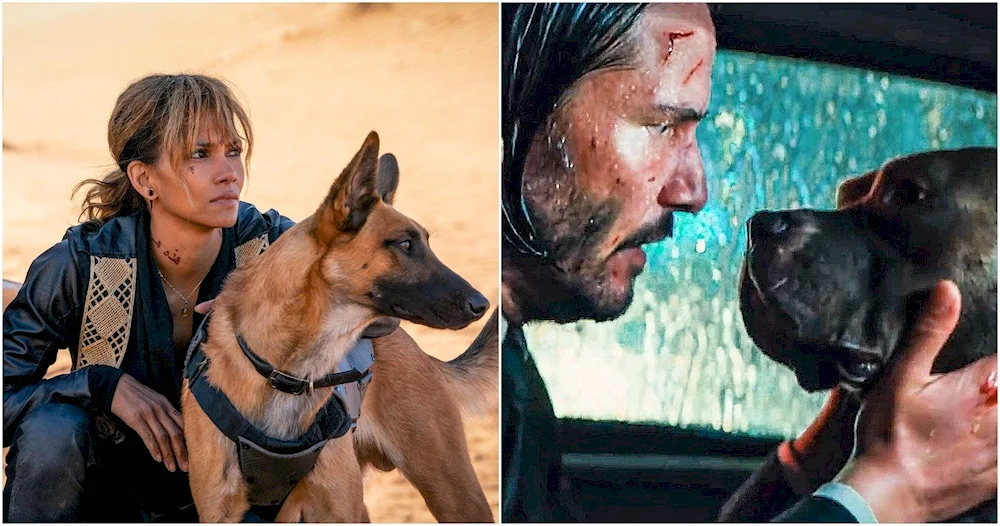 John Wick 3 dogs