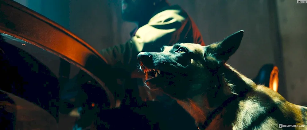 John Wick 2 dog