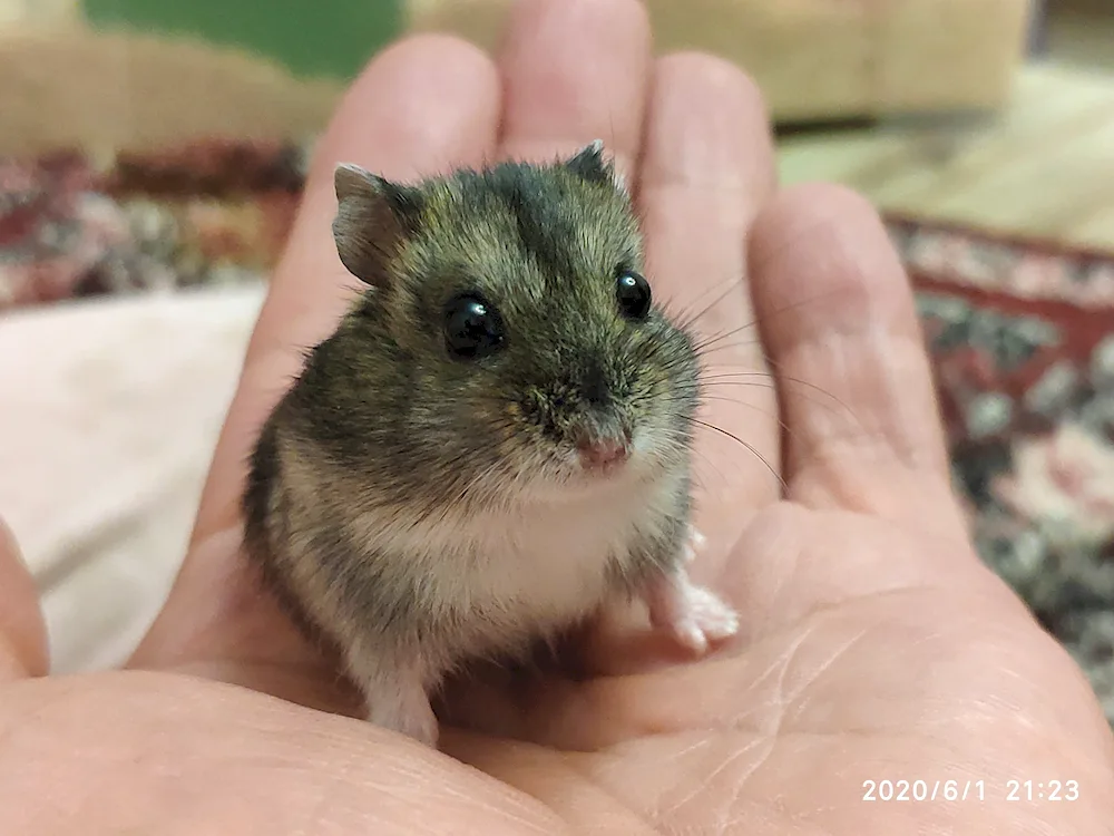 Jungar hamster