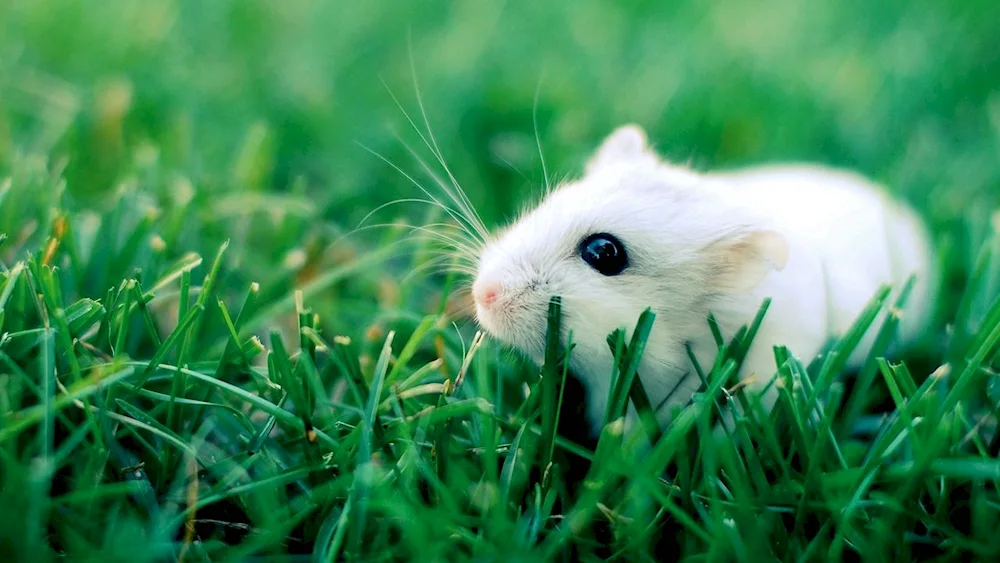 Mouse in a book
