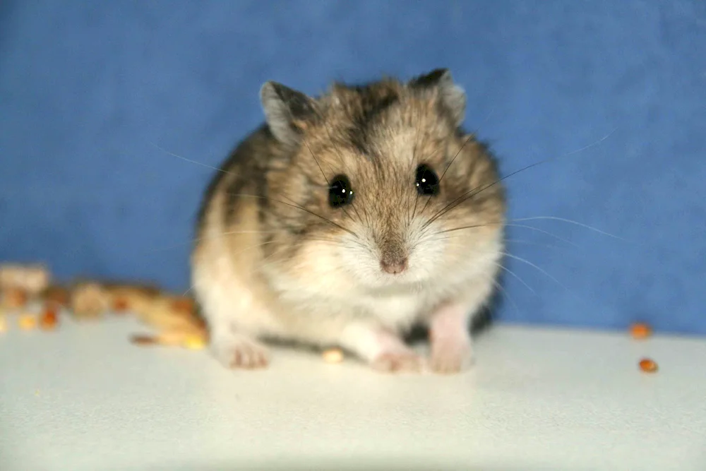 Jungarian hamster