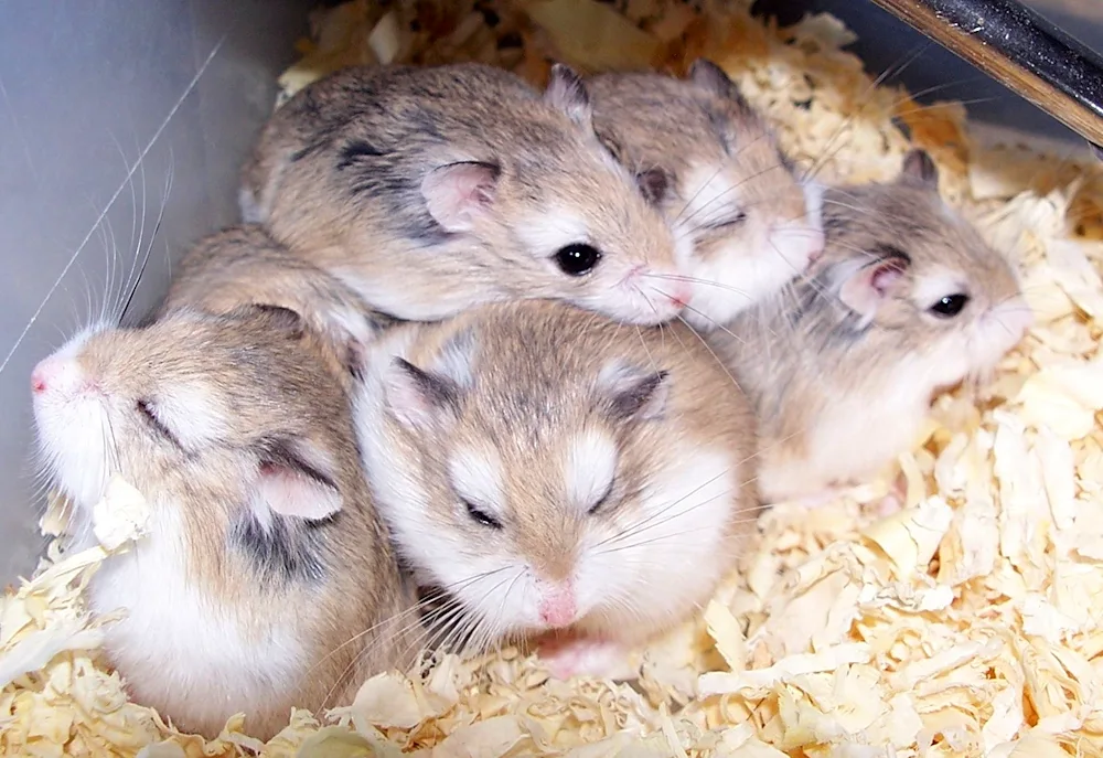 Jungaric hamsters