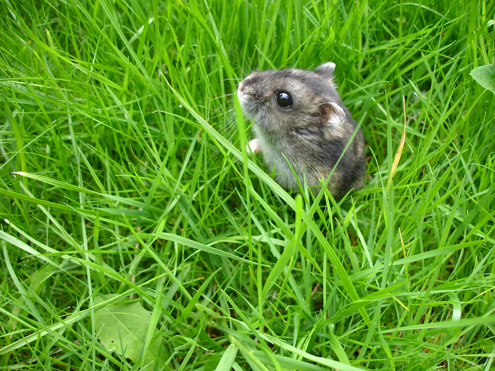 Roborowski's pygmy hamster