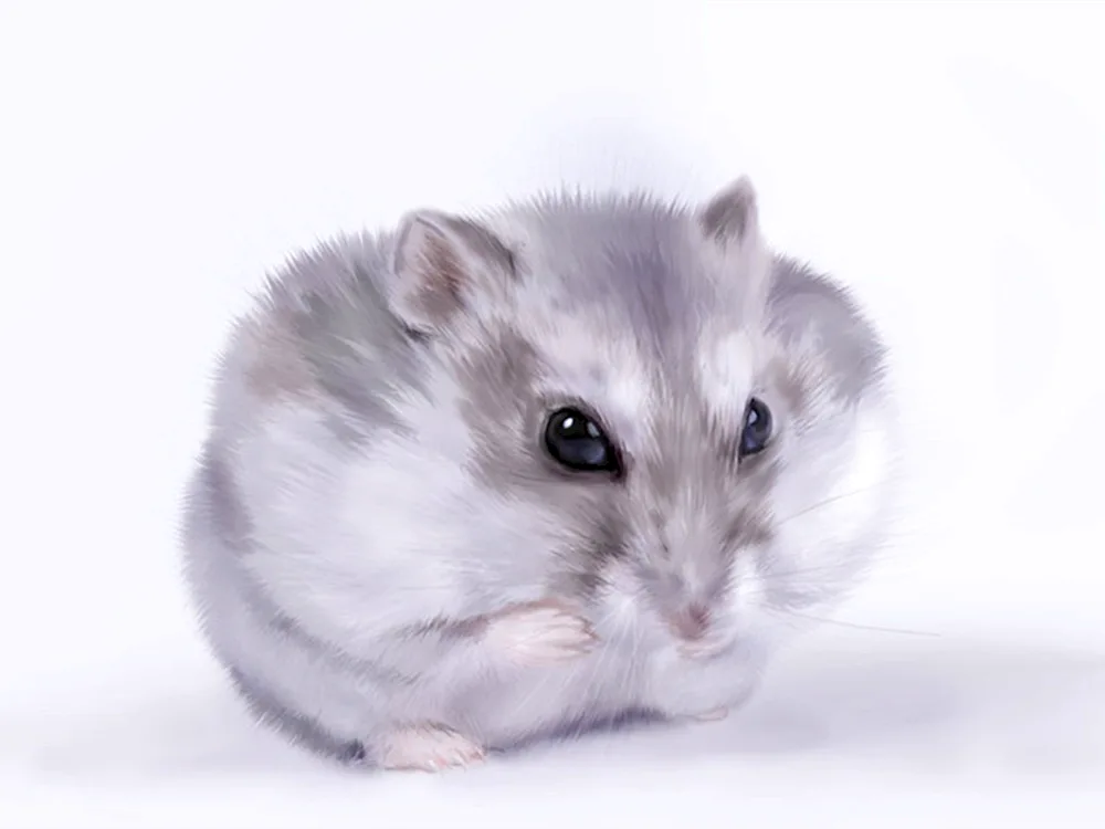 Jungarian hamster
