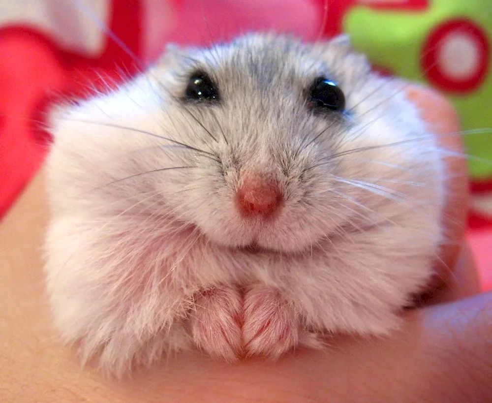 Jungarian hamster