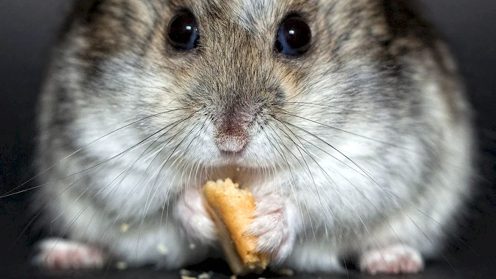 Jungarian hamster