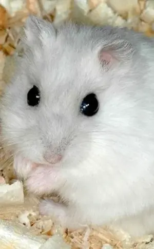 Jungarian hamster