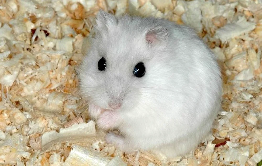 Jungarian hamster