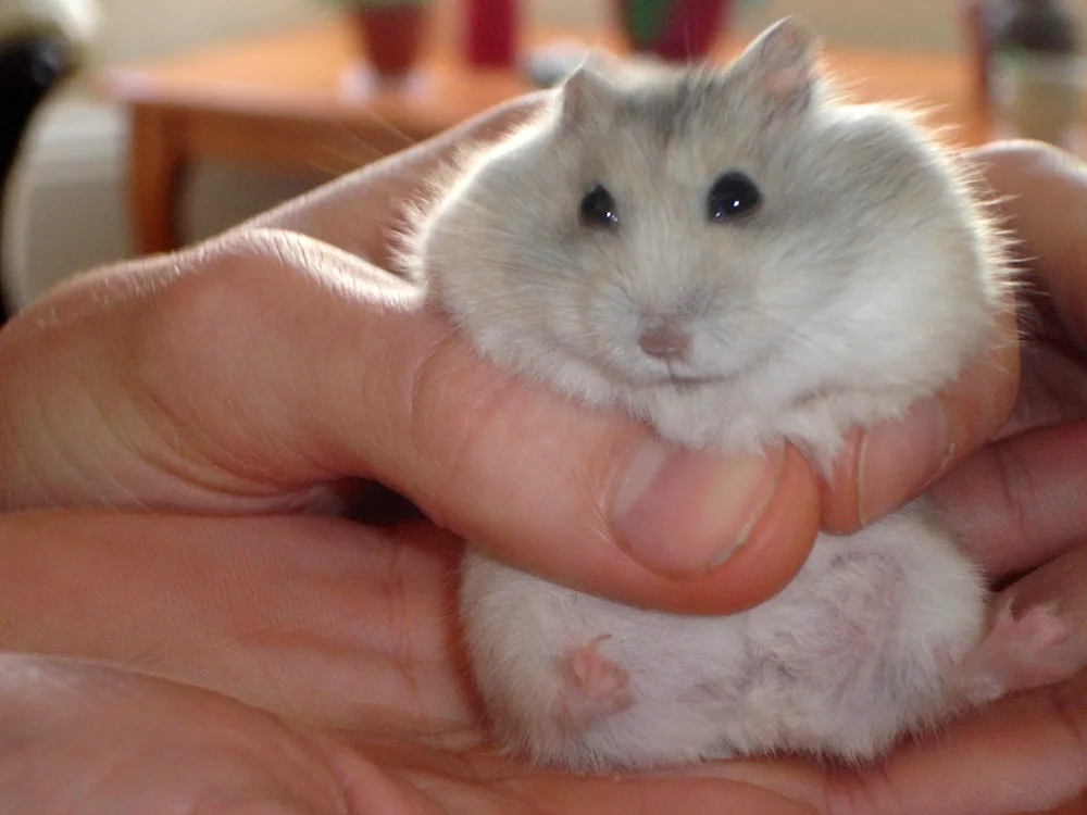 Dzungarian hamster