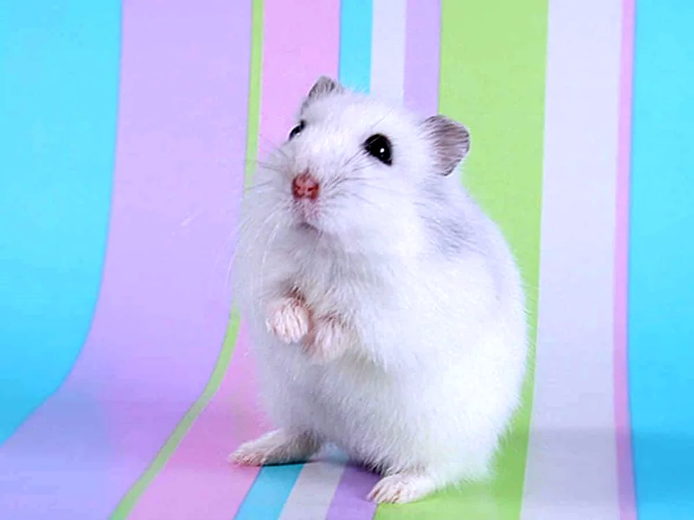 Dzungarian hamster