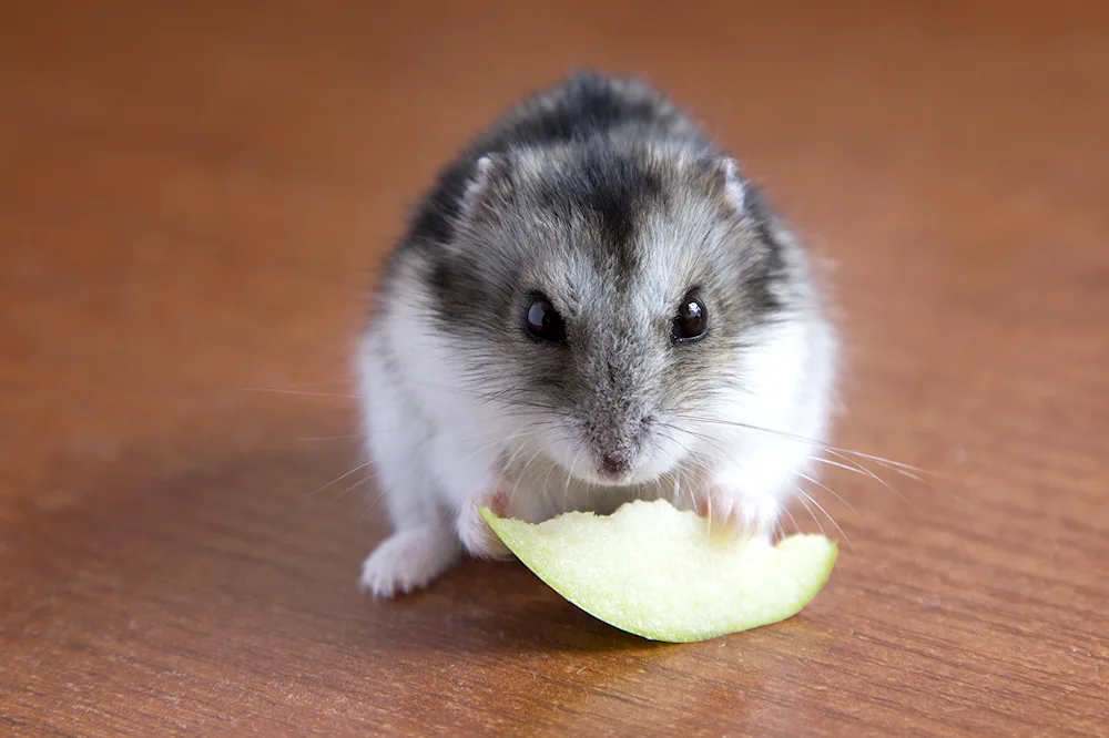 Dzungarian hamster hamster