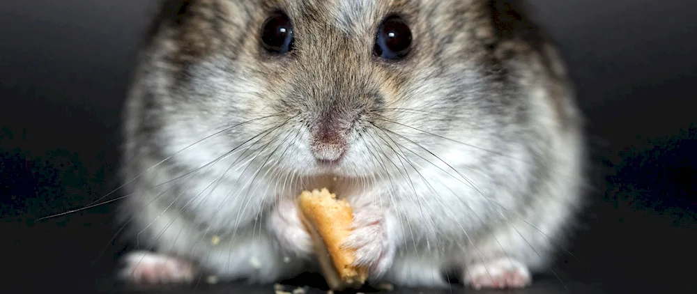 Michael's hamster capybara