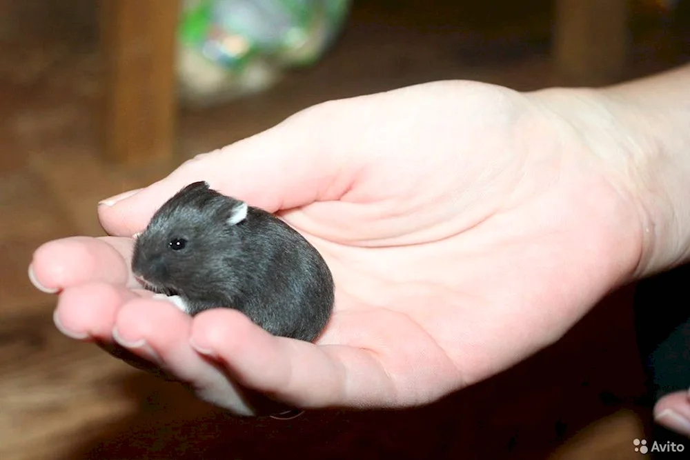 Jungarian hamster