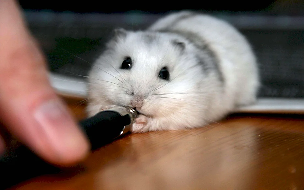 Syrian hamster fluffy