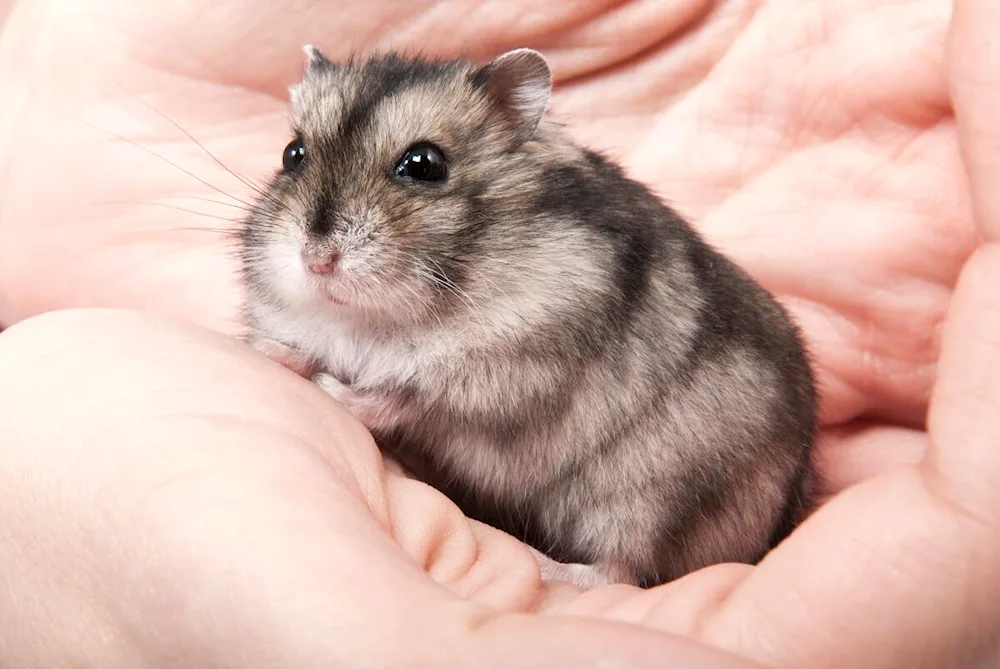 Syrian angora hamster