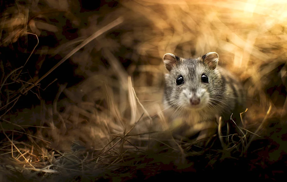 Rat friends