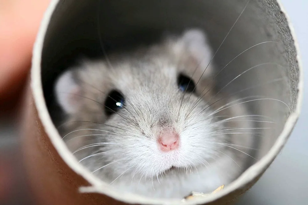 Jungarian hamster